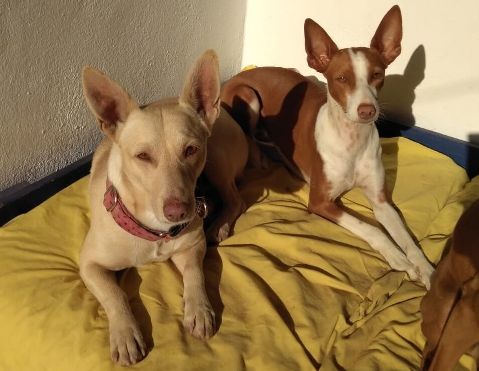 Мането (слева) и андалузский поденко (справа) (Фото: http://elrefugioescuela.com/adopta-a-currito-el-podenco-maneto-mas-dulce-del-universo)