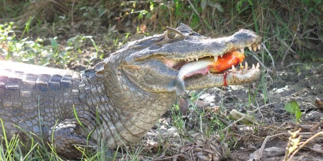 Изображение: Wikimedia Commons📷
