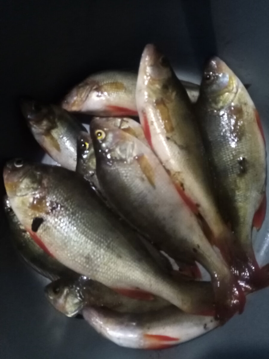 Всё что наловили