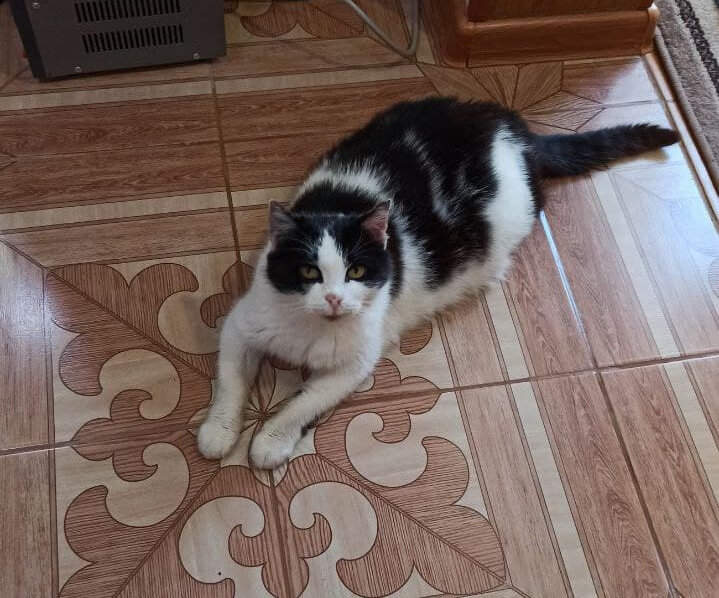 Фото автора. Мурка