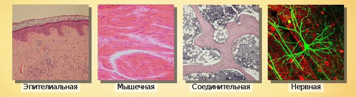 § 0—5. Характеристика строения и функций тканей позвоночных животных