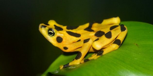 Изображение: Wikimedia Commons📷
