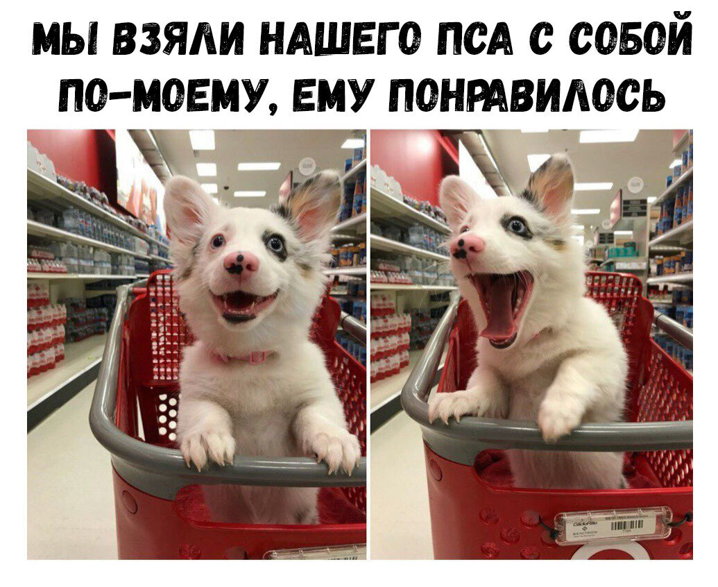 Супермаркет собака