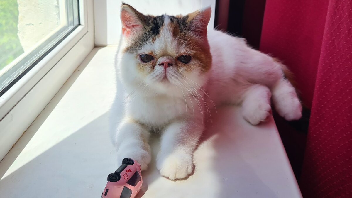 Боня любит загорать на подоконнике 