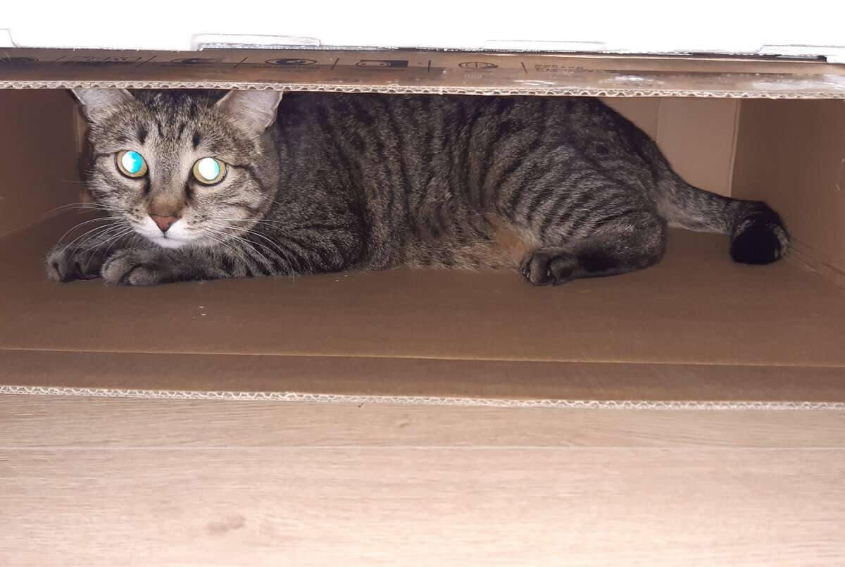 Кузя может быть плоским)) Фото автора.