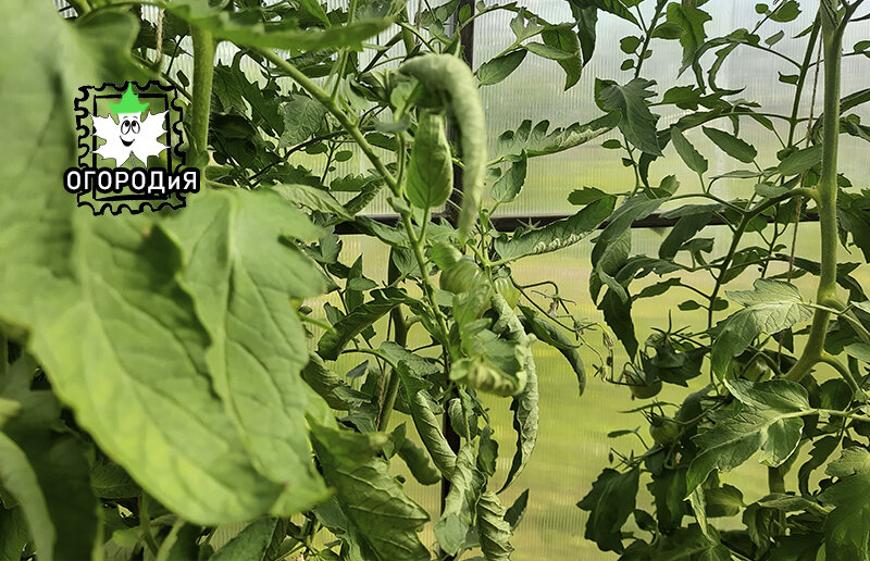 Справа другой Коловый, у него листья не крутило