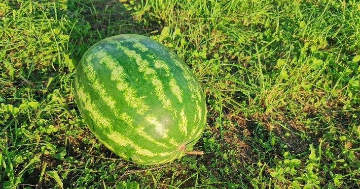    К борьбе с ложной мучнистой росой на арбузе привлекли искусственный интеллект