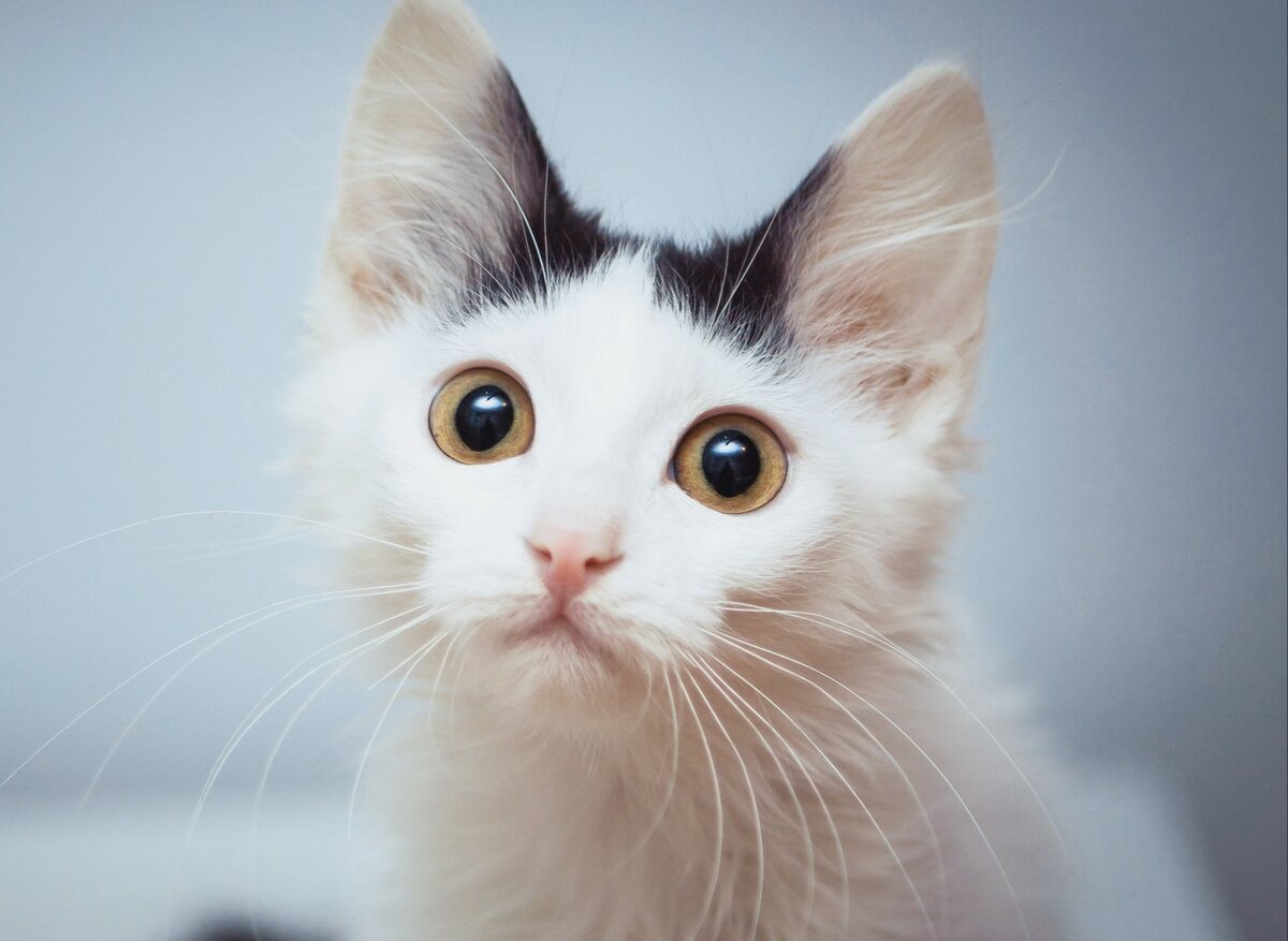 Фото из открытого Яндекс источника