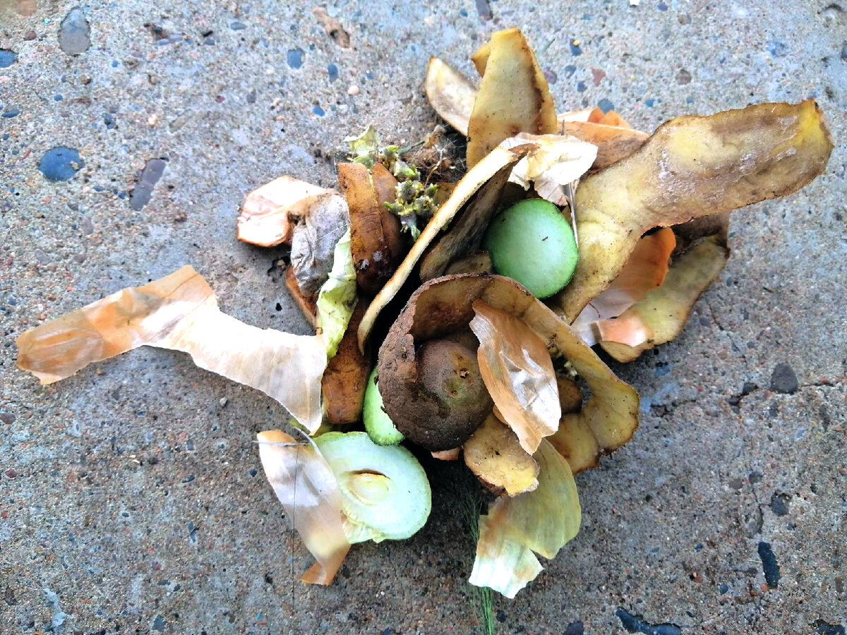 Отходы с кухни для переработки в компост