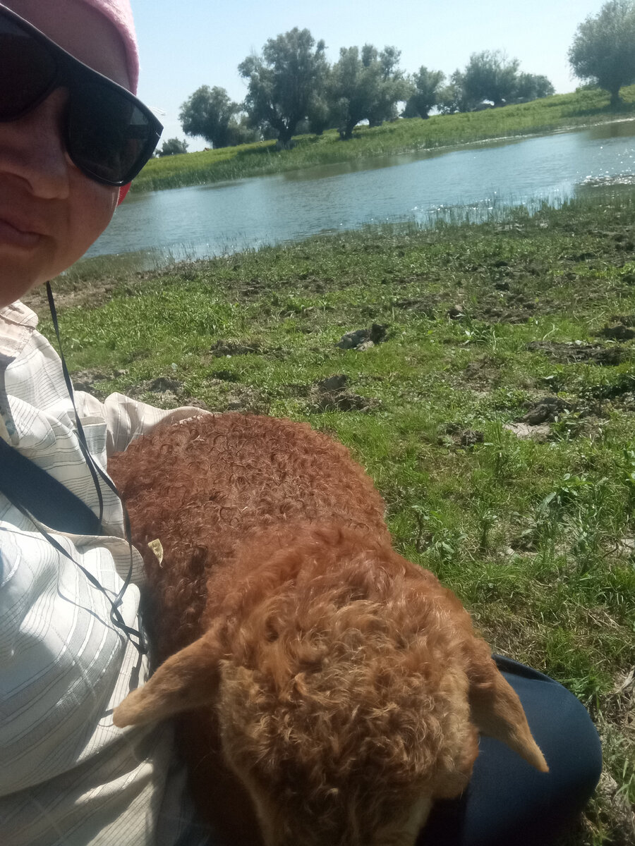 Вот так отдыхаем с любимым ягненком.