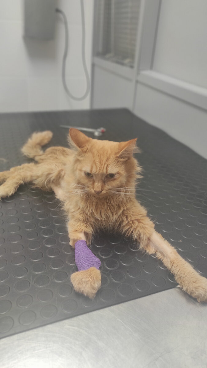 Персик в клинике в Москве! 