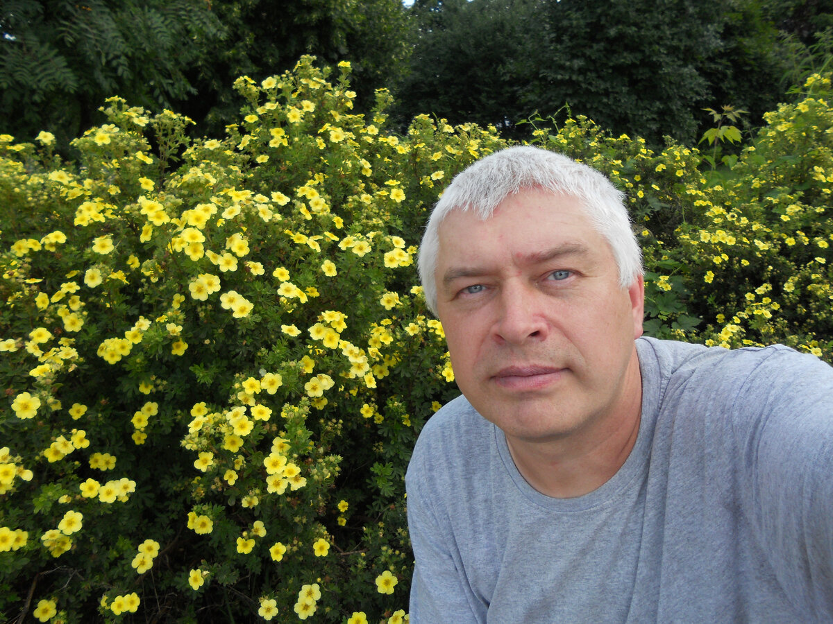 Фотография: Цветут жёлтые цветы на кустарнике. Геннадий Горин