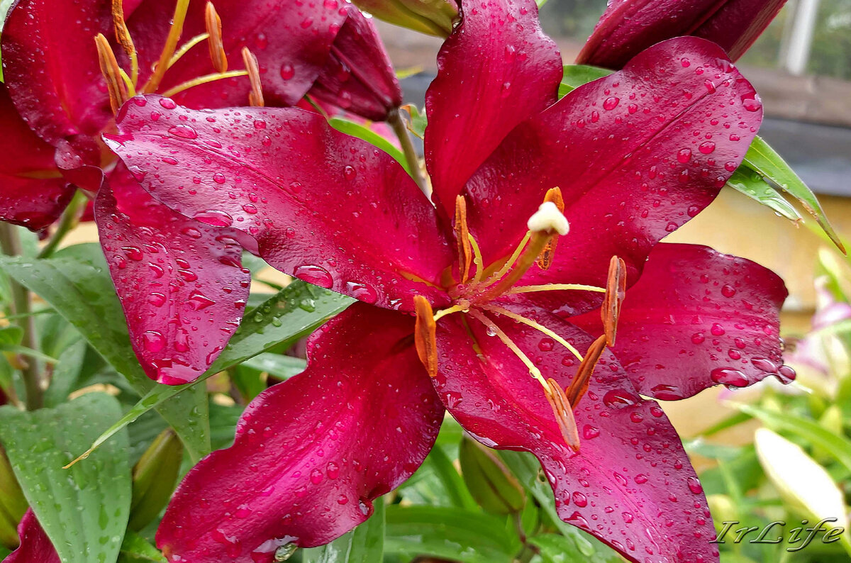 Лилия Боррелло (Lilium Borello) купить луковицы в Москве по низкой цене, доставк