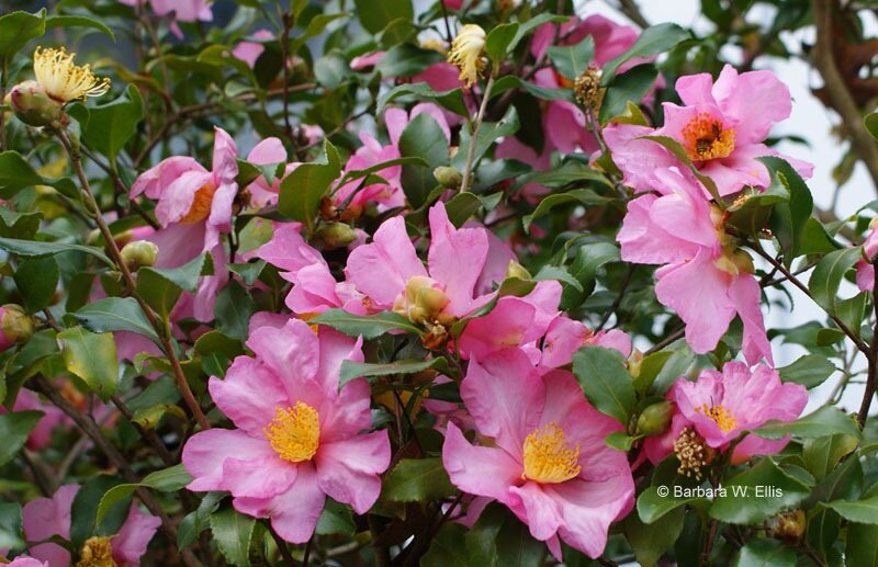 Фото Barbara W. Ellis