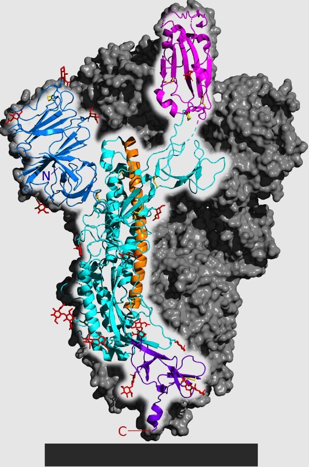    Спайковый белок SARS-CoV-2Википедия