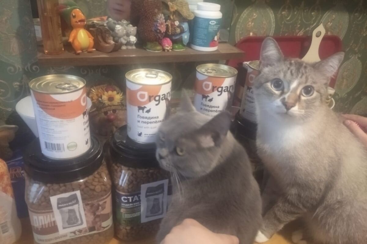    В Твери неравнодушные люди помогают животным беженцев