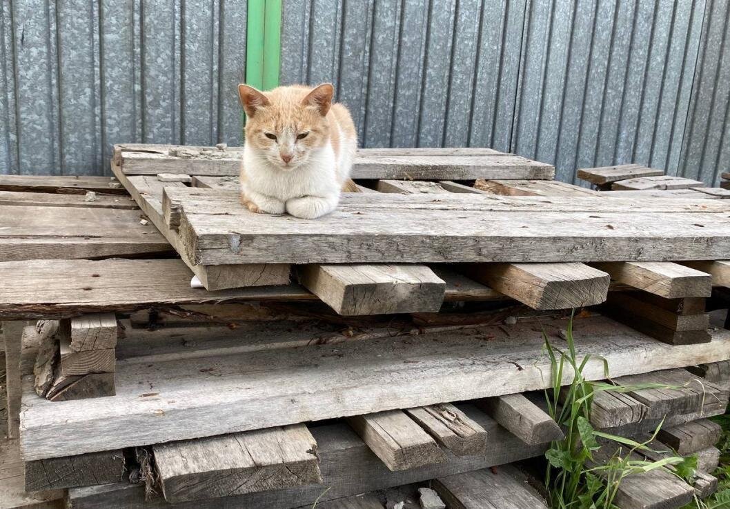 Фото: ИА "Тюменская линия"