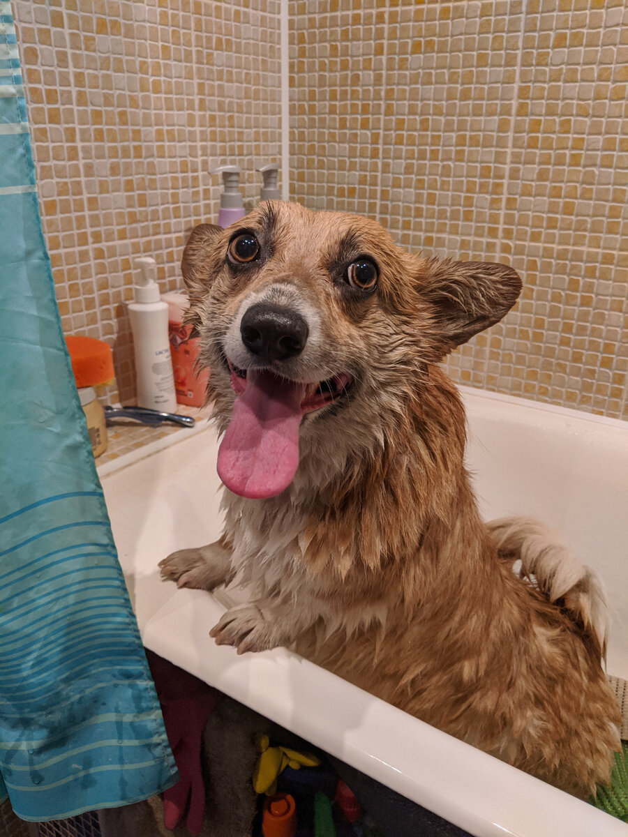 Можно мыть собаку человеческим шампунем