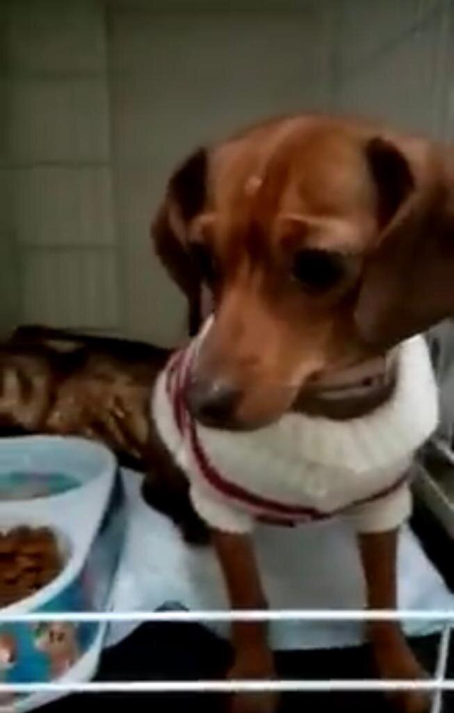 Первые фото Бони в приюте