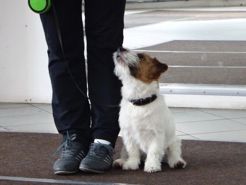 Наталья и джек рассел терьер Хуч на занятиях в Дог-центре Тольятти.