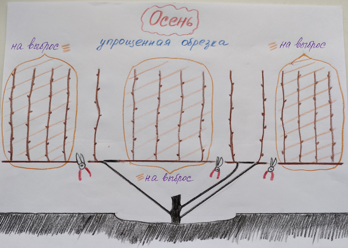 Формирование винограда для начинающих в картинках пошагово. Формирование винограда схема самая простая по годам. Рисунки формирования куста винограда. Формирование куста винограда схема для начинающих.