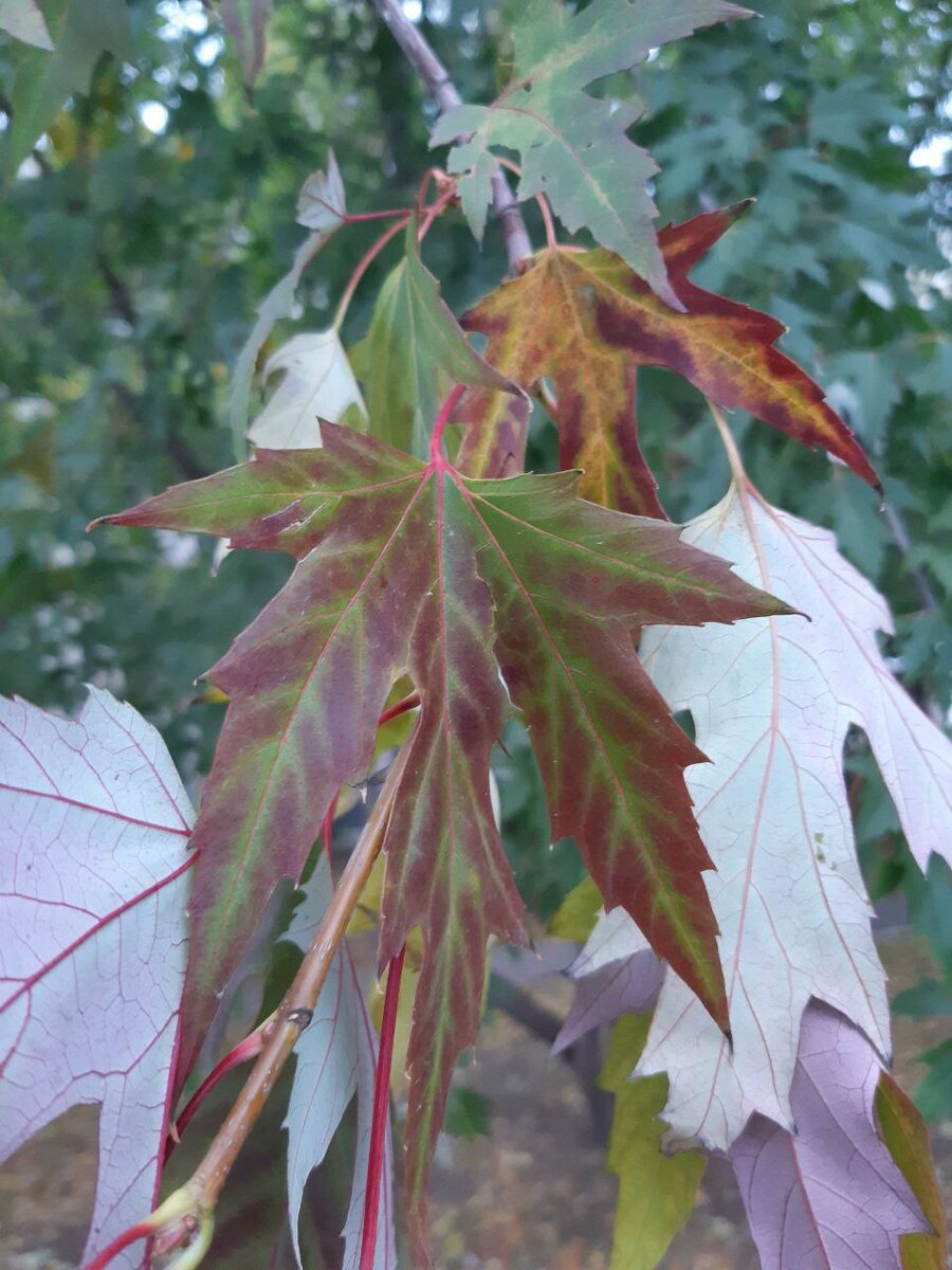 Желтые и красные пигменты в листьях клёна остролистного