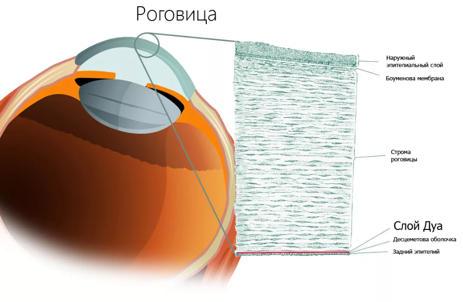 Строение роговицы
