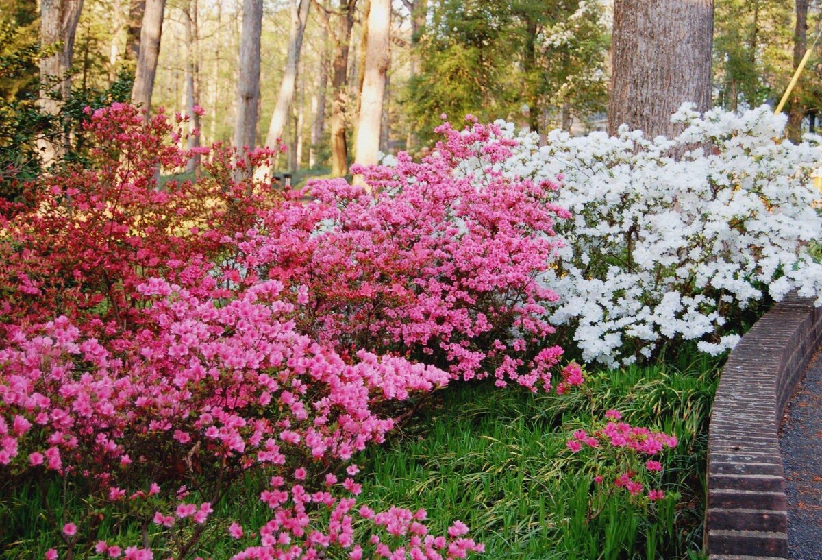 Кустарники цветущие все лето зимостойкие многолетние неприхотливые: фото и название