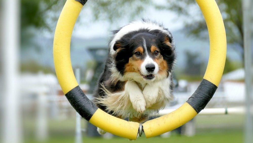     В Ростове специалисты стали работать над поиском участков земли, подходящих под обустройство новых площадок для выгула собак, об этом сообщила пресс-секретарь городской администрации Мария Петрова.