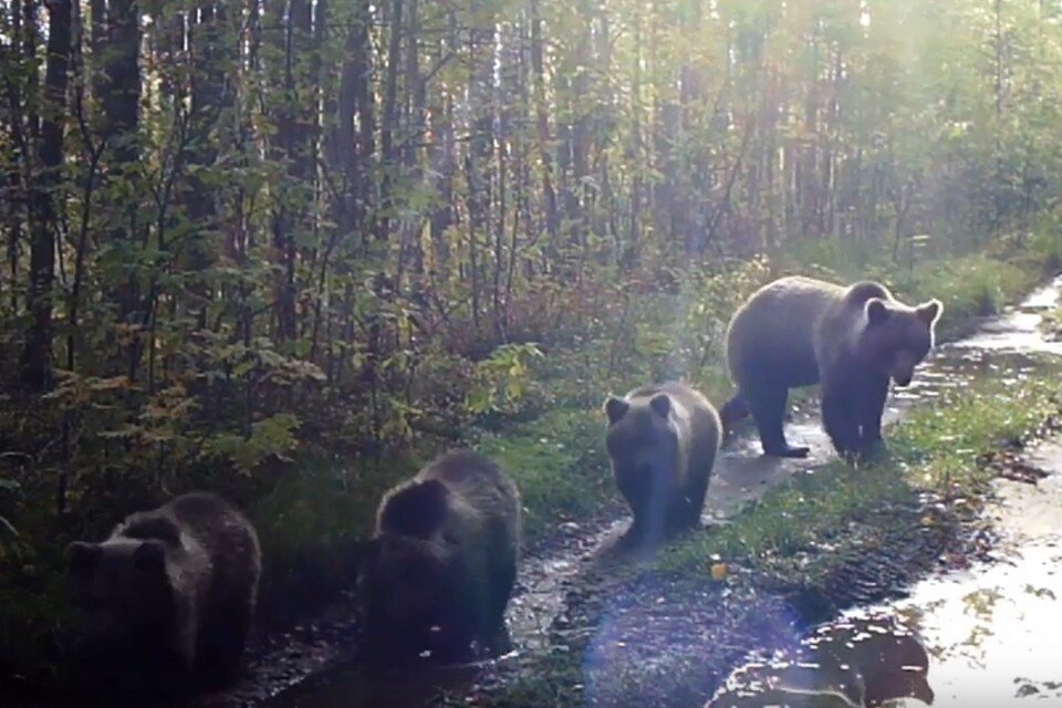     Медвежье семейство заметили в заповеднике в Ленобласти. Фото: vk.com/n_svirsky