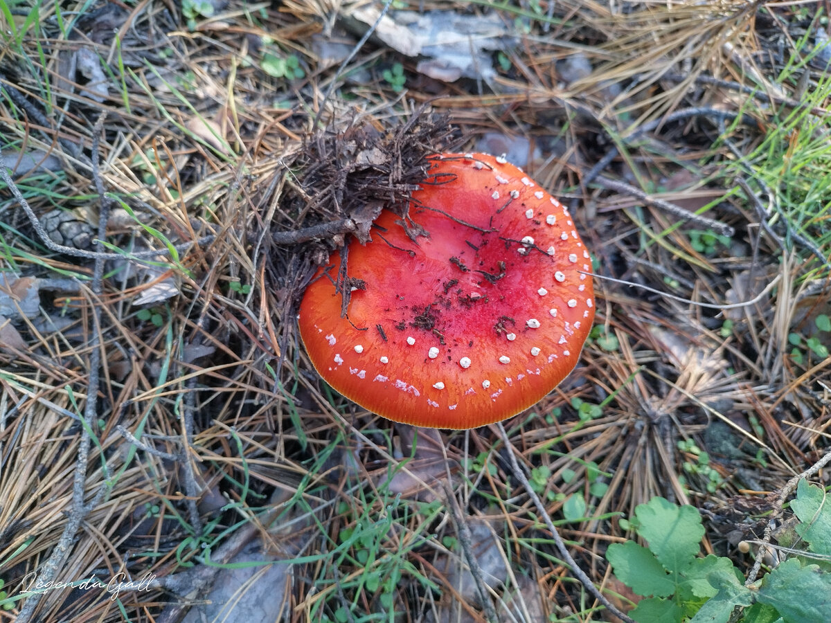 КрасаПчик ))