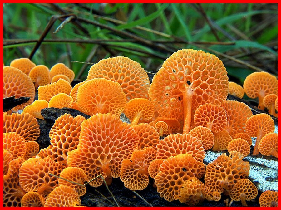 редкие тропические грибы