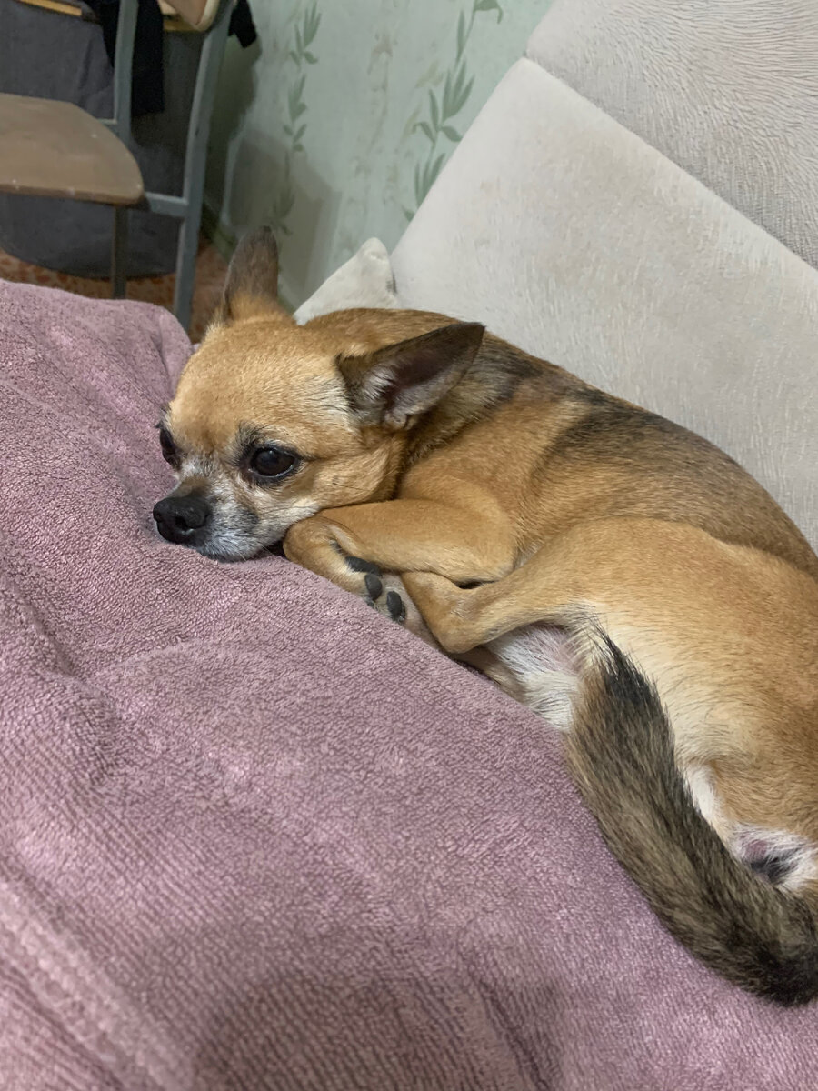 Кузьма в печали