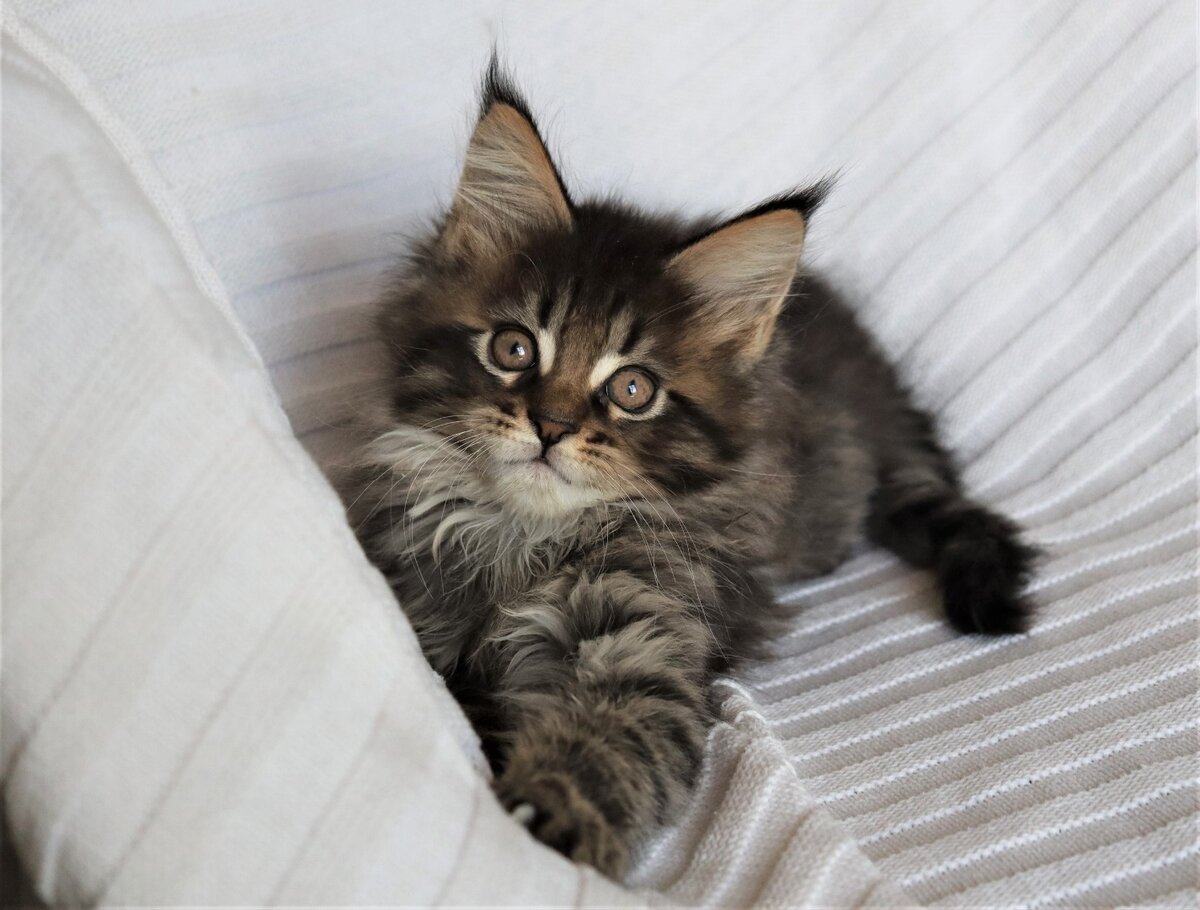 Котята мейн кун по месяцам