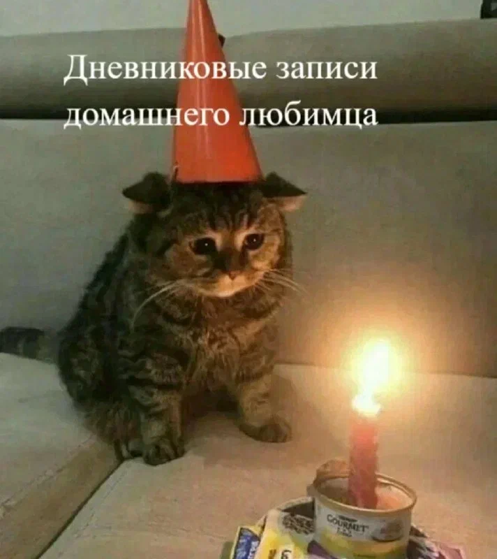 Подписывайтесь, чтобы не пропустить другие кото-истории! Читайте также: