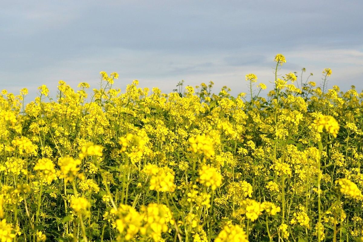 Горчичные поля
