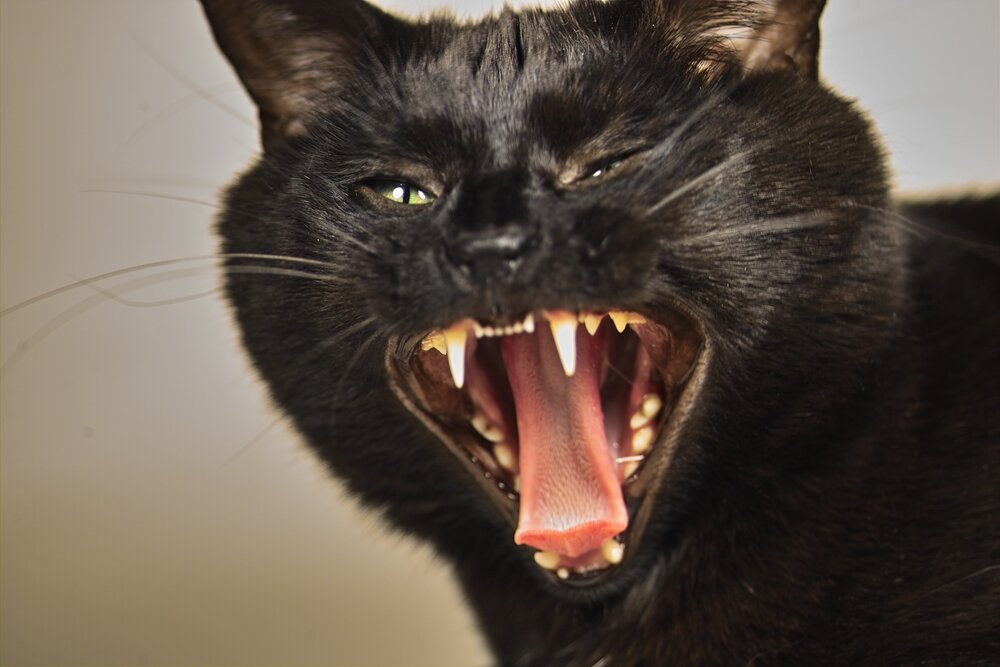 Источник фото: https://mumfidential.co.uk/why-its-ok-to-lose-it-at-your-kid-occasionally/angry-black-cat/
