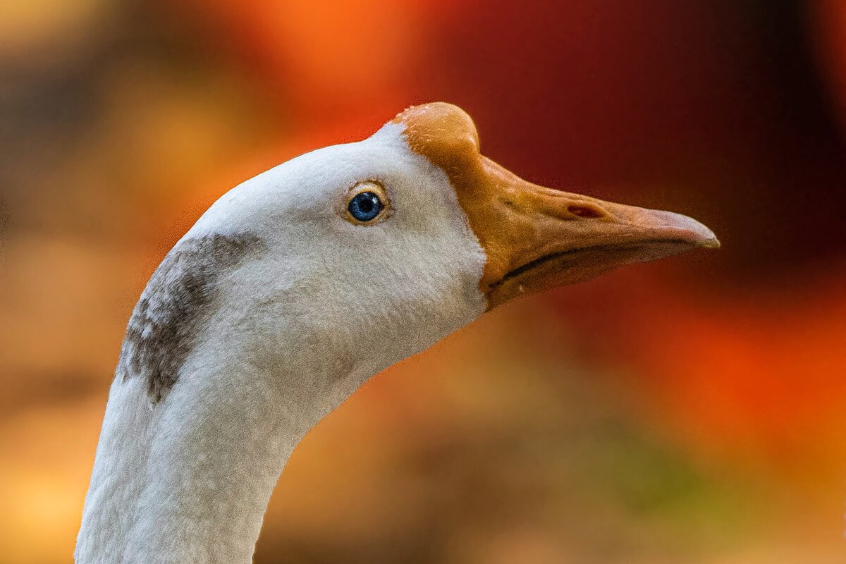 симулятор гуся паб. много гусей. как проходить гуся. прохождение гуся. гусиные бои в курской области.