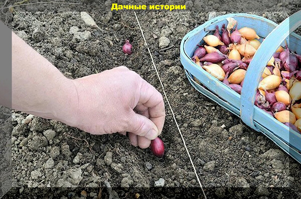 https://vk.com/photo-159774511_457256701