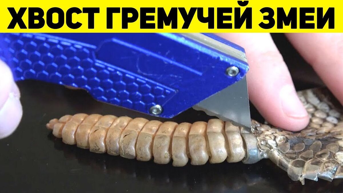 Хвост змеи () — dostavkamuki.ru