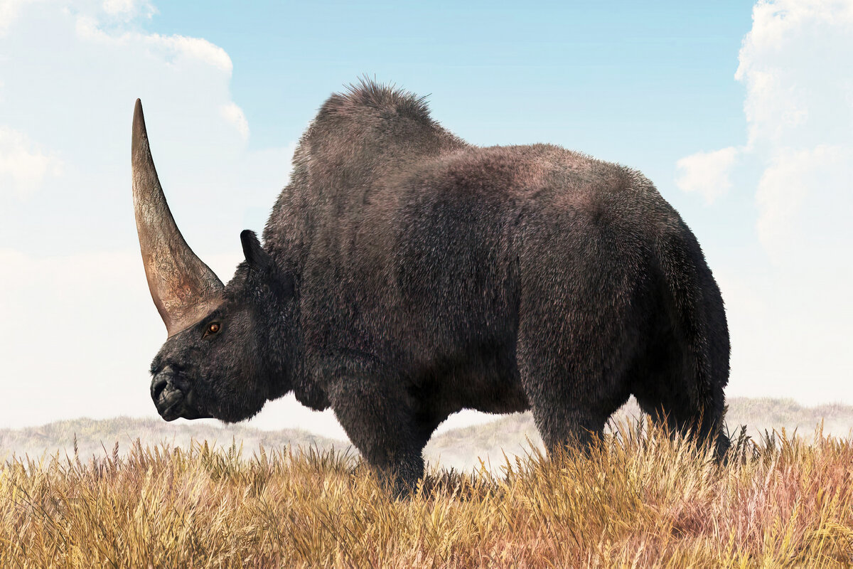 Эласмотерий