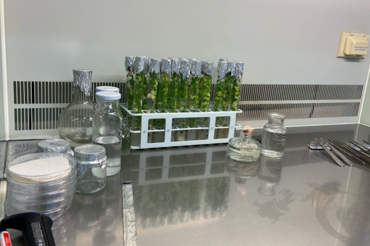    В Новосибирске откроют лабораторию для исследования африканской чумы свиней