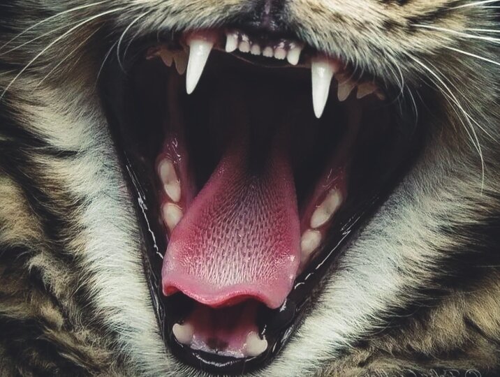 🐱Секреты кошачьих зубов, о которых должен знать владелец