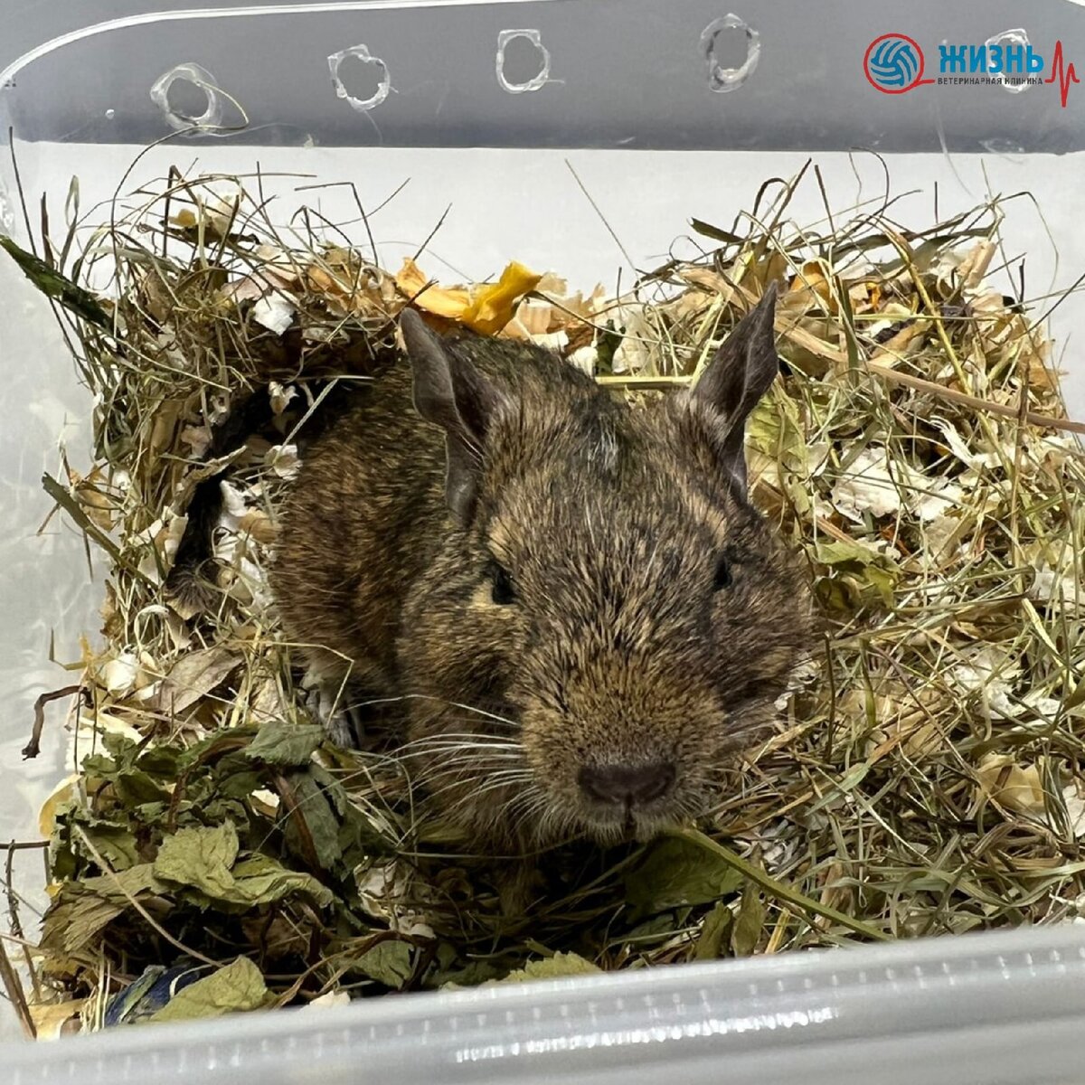 Кастрация грызунов в Калуге. Белка дегу на кастрации в ветеринарной клинике в Калуге "Жизнь"