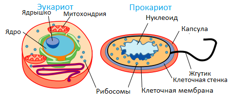 Базовое строение клетки. Изображение из открытых источников (общественное достояние)