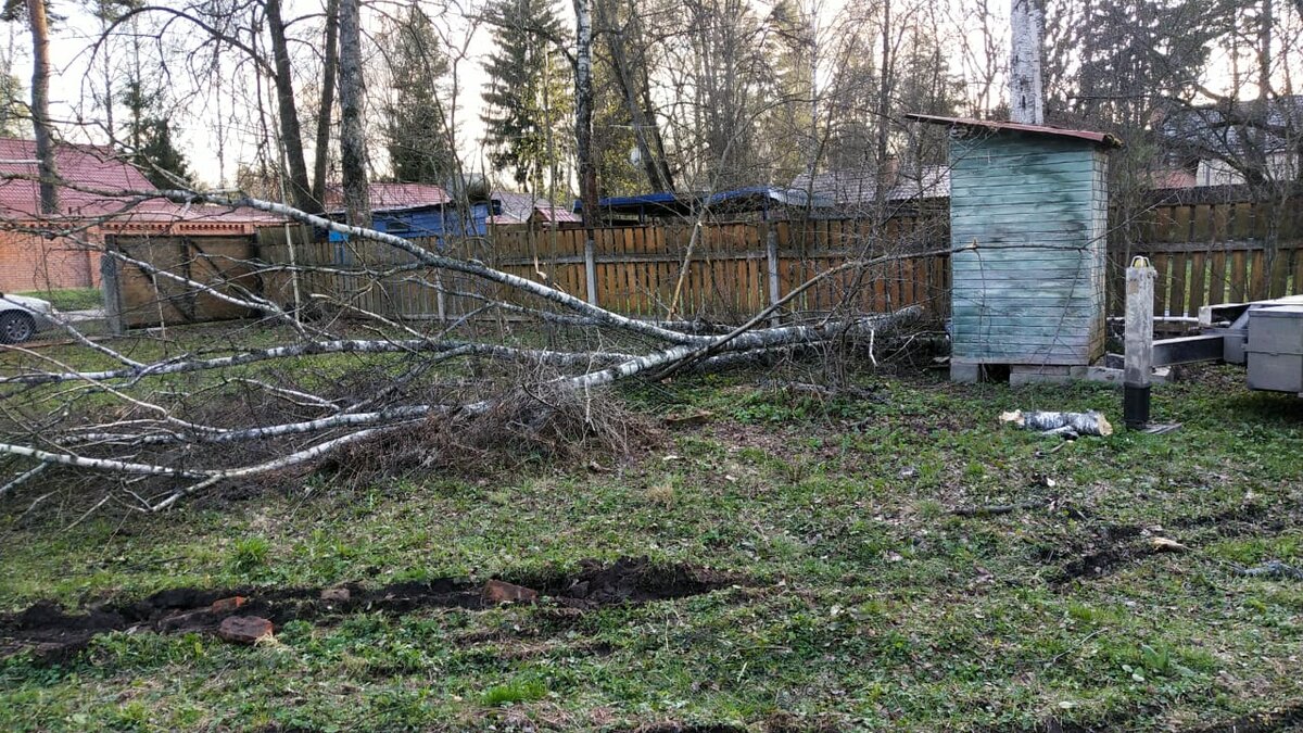 Туалет и береза, которых теперь с нами нет)))