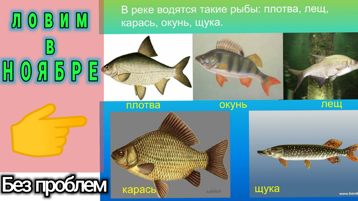 В водоеме обитают разнообразные организмы окунь щука