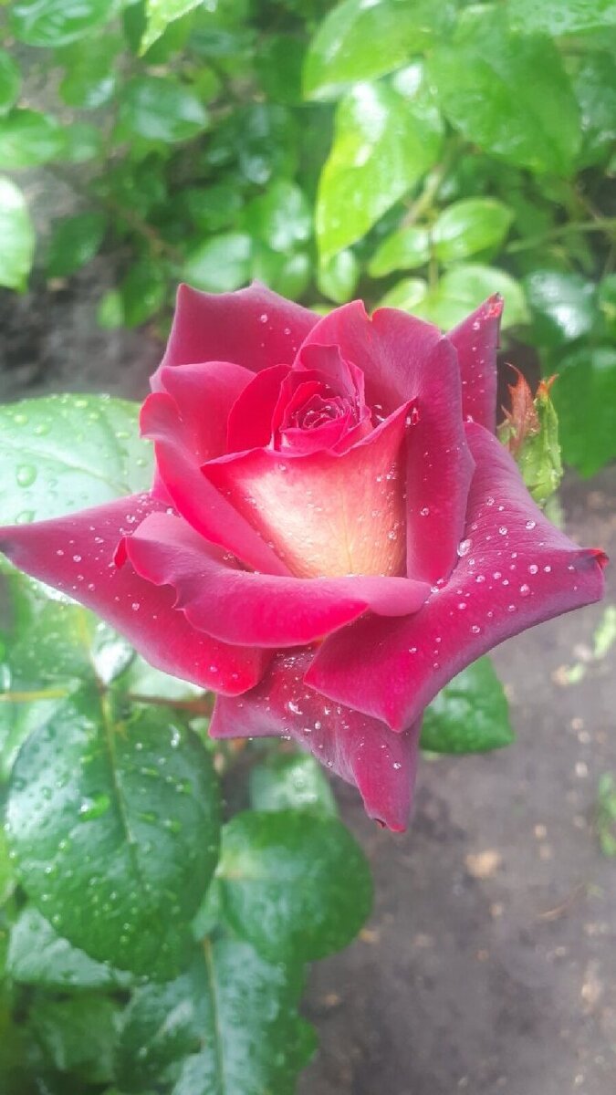 Черные розы пока только в мечтах... фото автора 