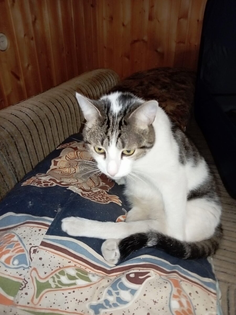 Котодиктатор