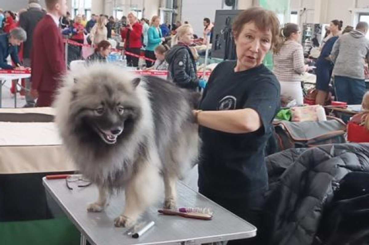    Названа самая популярная охотничья порода собак в Татарстане